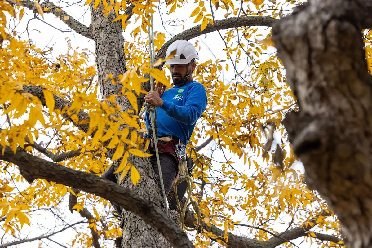 Skilled Tree Planing crew working in Livermore